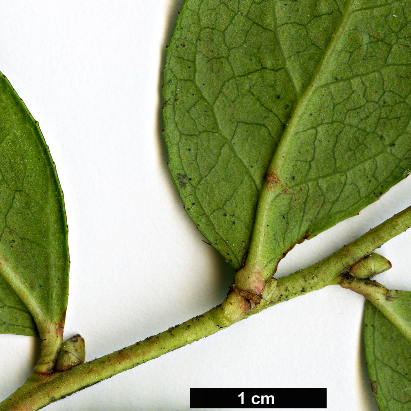 High resolution image: Family: Ericaceae - Genus: Gaultheria - Taxon: ×wisleyensis - SpeciesSub: ‘Wisley Pearl’ (G.mucronata × G.shallon)